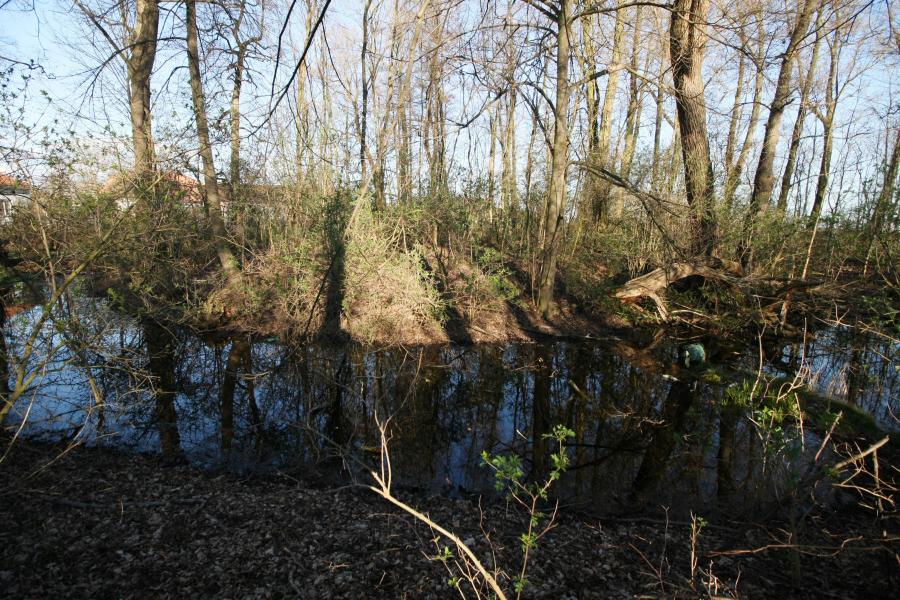 Chvojenec