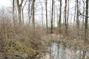 Příkop tvrze (© Petr Nožička, 4/2008)
