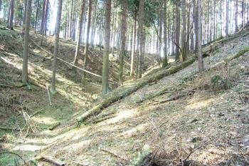 Rokle, chránící lokalitu od jihu ( © Filip Matoušek 3/2007)