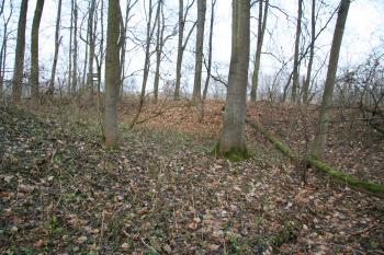 Příkop tvrze (© Petr Nožička, 12/2008)