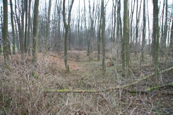 Příkop (© Petr Nožička, 12/2008)