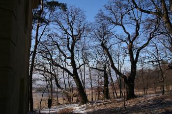 Památné duby západně od kaple (© Ivan Grisa, 01/2009)