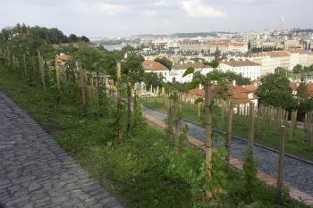  ( © Milan Caha 07/2008)