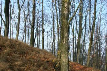 Příkop u přehradí (© Petr Nožička, 10/2008)
