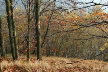 Příkop z vnitřku opevnění (© Petr Nožička, 10/2008)