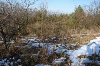 zarostlé jádro tvrziště  ( © Milan Caha 01/2009)