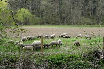 Šafránkův mlýn (© Tomáš Marek, 04/2010)