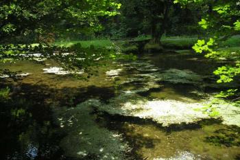 jezírko ( © Ondřej Štěpánek 08/2008)
