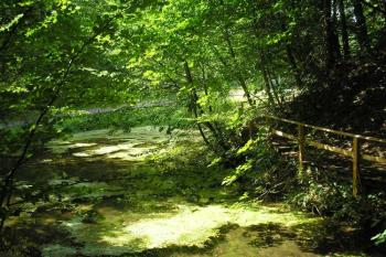 jezírko ( © Ondřej Štěpánek 08/2008)