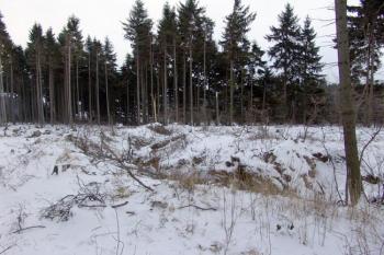Vnitřní příkop poškozený polomem na severní straě ( © Roman Řezáč 02/2009)