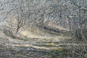 Široká příkop podél jižní a jv. strany tvrziště (© Dušan Dohňanský  03/2022)