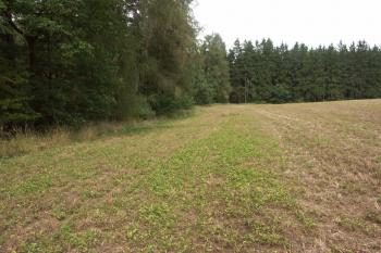 tvrziště najdete v lese  za rohem pole ( © Milan Caha 08/2008)