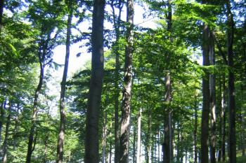 Pěnkavčí vrch (© klobouk, 07/2008)