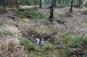 Prohlubeň ve střední části předhradí, snad pozůstatek budovy ( © Filip Matoušek 11/2006)