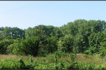 Pohled přes tvrziště - od východního rybníčku k západnímu ( © Petr Turyna 08/2005)