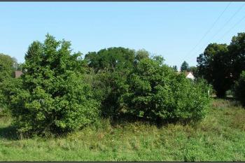 Zarostlé tvrziště, pohled od jihu ( © Petr Turyna 08/2005)
