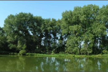 Západní břeh západního rybníku - tvrziště máme za zády. ( © Petr Turyna 08/2005)