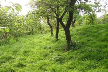 jihozápadní část lokality tvrziště (© Jan P. Štěpánek 05/2008)