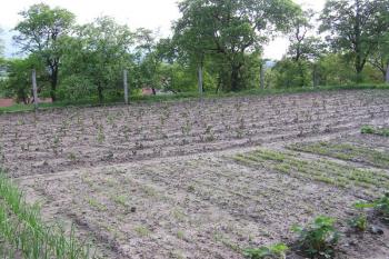 plocha jádra lokality bývalé tvrze (© Jan P. Štěpánek 05/2008)