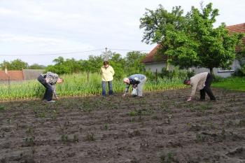 povrchový sběr středověké keramiky (© Jan P. Štěpánek 05/2008)