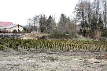 Tvrziště od železnice (© Petr Nožička, 03/2009)