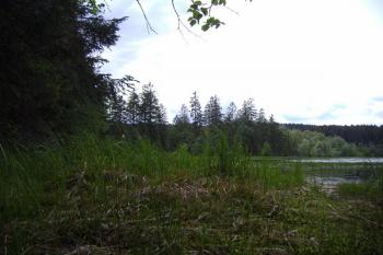 rašeliniště (© Miroslav Šamal, 06/2007)