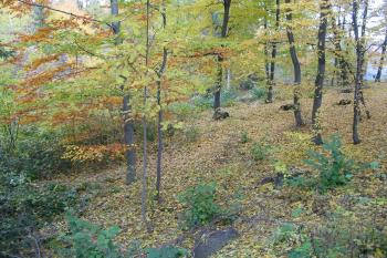 vých. část lokality (© D Dohňanský, 10/2015)