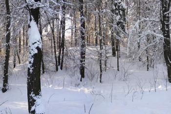 panoramatický pohled na výběžek tvrze od východu ( © Jan P. Štěpánek 01/2006)