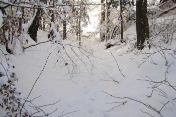 patrný průběh severní části příkopu - pohled od východu (tvrziště vlevo) ( © Jan P. Štěpánek 01/2006)
