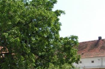 zámecké nádvoří - místní způsob kašny ( © Petr Turyna 07/2004)