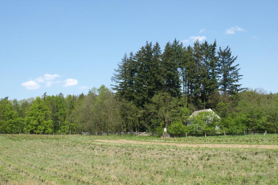 židovský hřbitov