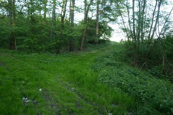 vnější val v místě předpokládaného vchodu ( © Milan Caha 05/2009)