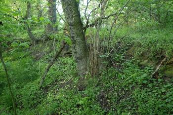 vnější val na západní straně ( © Milan Caha 05/2009)