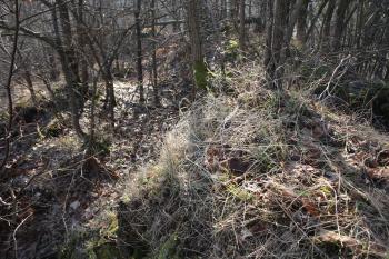 Příkop hradu a část pahorku předhradí ( ©Martin Kabeláč 02/2008)