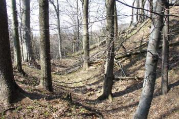 ( © Jiří Čížek 03/2007)
