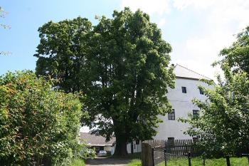 Tvrz od západu s památnou lípou ( © Ivan Grisa 05/2009)