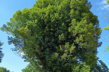 obr v zámeckém parku (© Jaroslav Špiroch  08/2026)