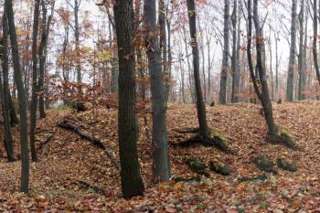 Čelní příkop hrádku ( © Ivan Grisa 11/2009)