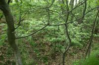 Bernartice