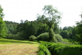 údolí Bílinského potoka - tvrziště ukrývá zarostlá ostrožna uprostřed snímku ( © Milan Caha 06/2009)