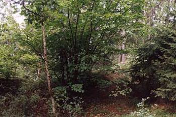Panorama na hradě (© Vlky, Jirka Čížek)