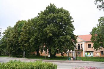 Pohled z měšické návsi, v popředí památná lípa ( © Ivan Grisa 06/2009)