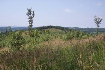 Burkvíz (© Jan Laurýn, 07/2007)