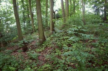 centrální pahorek tvrziště ( © Milan Caha 07/2009)