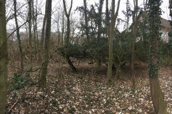 is čerbvený  u zříceniny zámku ( © Jiří Čížek 03/2019)
