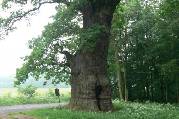  (© Prudký Martin, 06/2009)