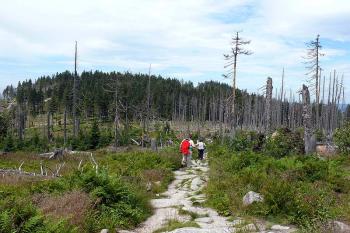 Třístoličník z hřebenovky na Trojmezí (© Jiří Cukr, 07/2009)