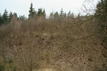 Hradiště opět silně zarostlé (© Petr Nožička, 03/2009)