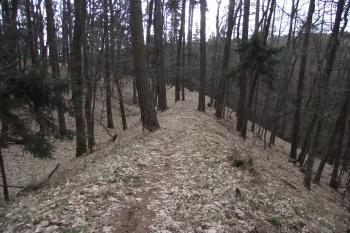  (© Michal Brůža, 03/2011)