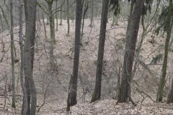  (© Michal Brůža, 03/2011)